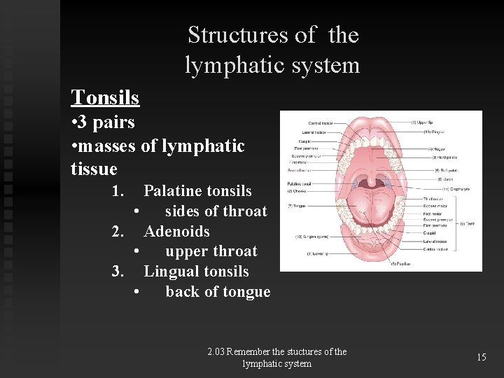 Structures of the lymphatic system Tonsils • 3 pairs • masses of lymphatic tissue