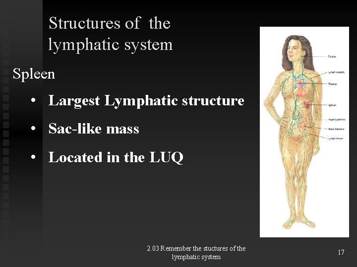 Structures of the lymphatic system Spleen • Largest Lymphatic structure • Sac-like mass •