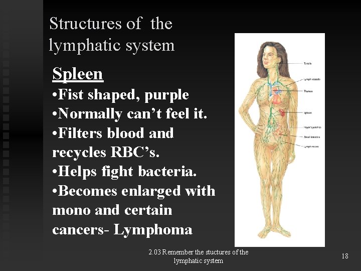 Structures of the lymphatic system Spleen • Fist shaped, purple • Normally can’t feel