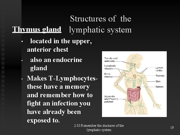 Structures of the Thymus gland lymphatic system • • • located in the upper,