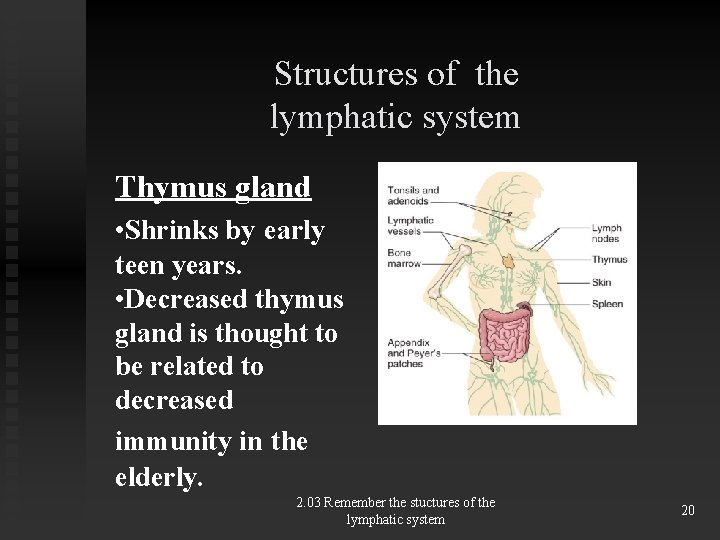 Structures of the lymphatic system Thymus gland • Shrinks by early teen years. •