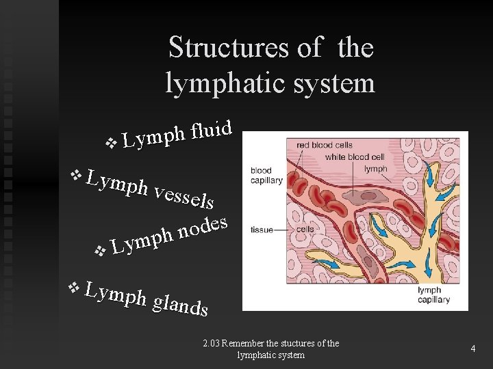 Structures of the lymphatic system d i u l f h p m v