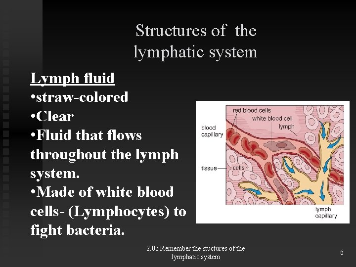 Structures of the lymphatic system Lymph fluid • straw-colored • Clear • Fluid that