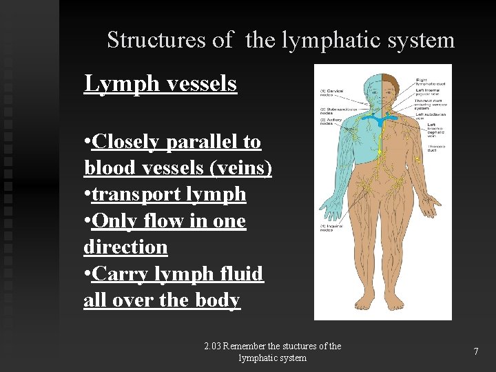 Structures of the lymphatic system Lymph vessels • Closely parallel to blood vessels (veins)