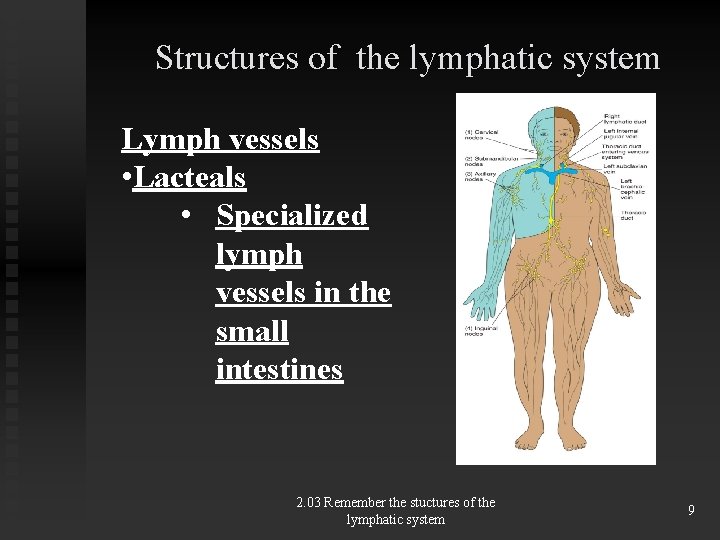 Structures of the lymphatic system Lymph vessels • Lacteals • Specialized lymph vessels in