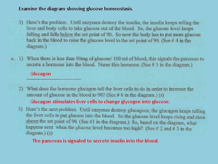 Examine the diagram showing glucose homeostasis. Glucagon stimulates liver cells to change glycogen into