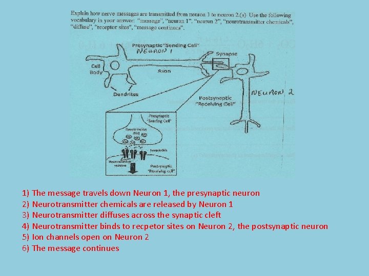 1) The message travels down Neuron 1, the presynaptic neuron 2) Neurotransmitter chemicals are