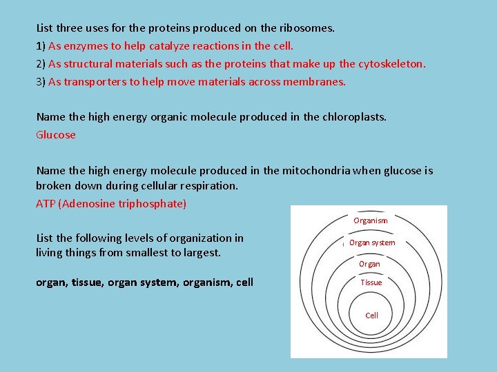 List three uses for the proteins produced on the ribosomes. 1) As enzymes to