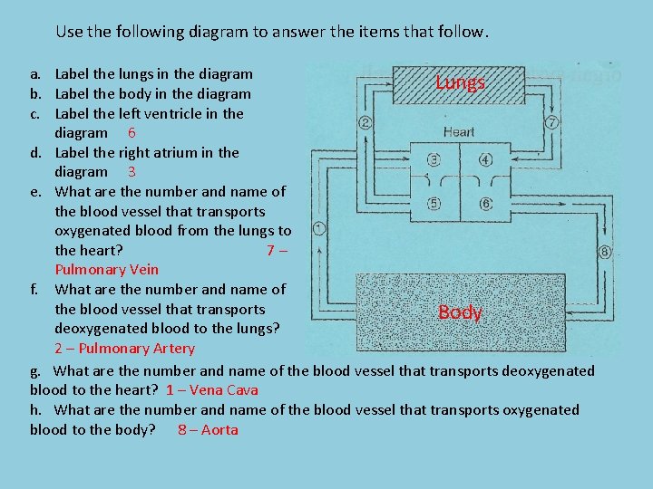 Use the following diagram to answer the items that follow. a. Label the lungs