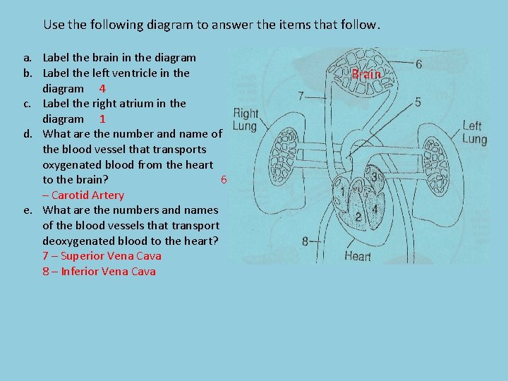 Use the following diagram to answer the items that follow. a. Label the brain