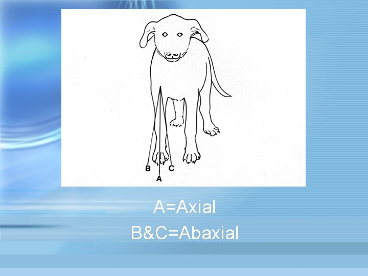 A=Axial B&C=Abaxial 