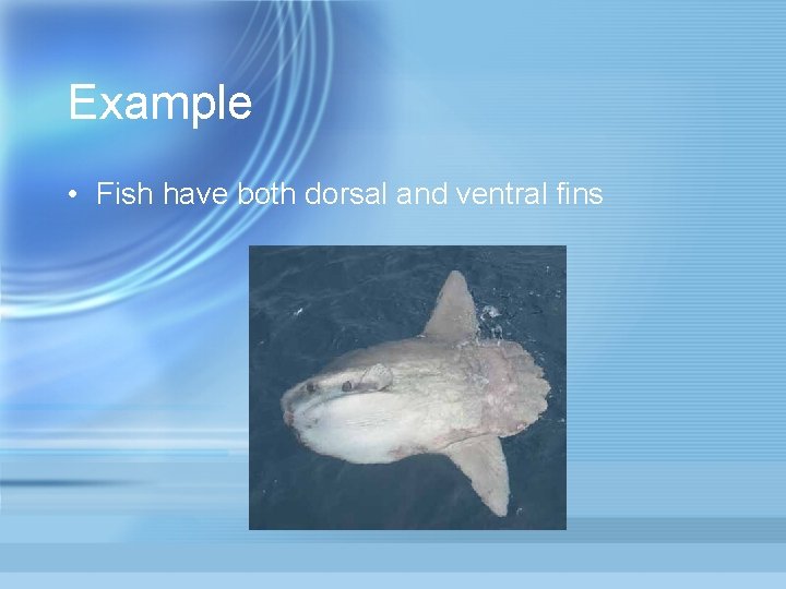 Example • Fish have both dorsal and ventral fins 