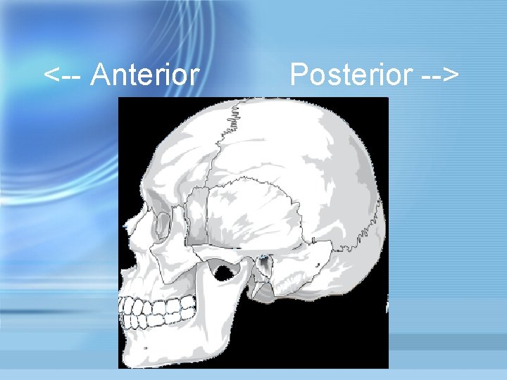 <-- Anterior Posterior --> 