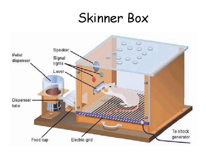 Skinner Box 