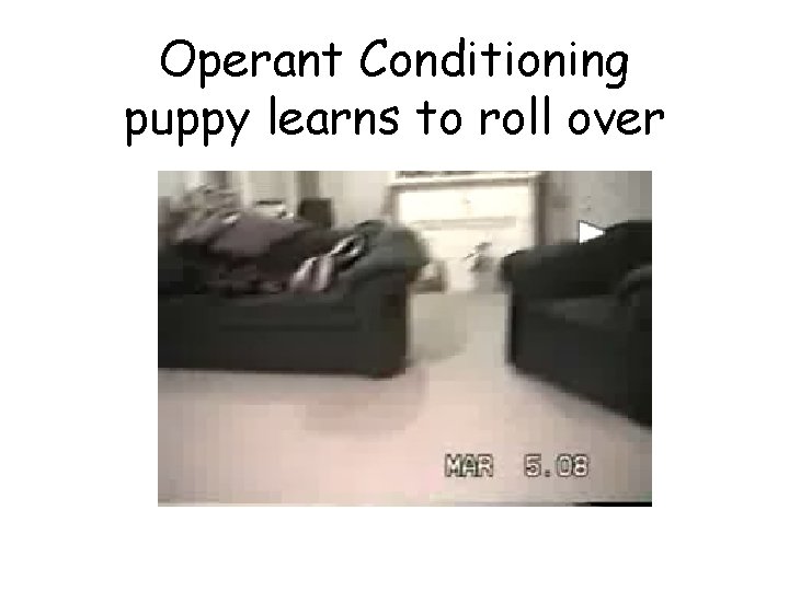 Operant Conditioning puppy learns to roll over 