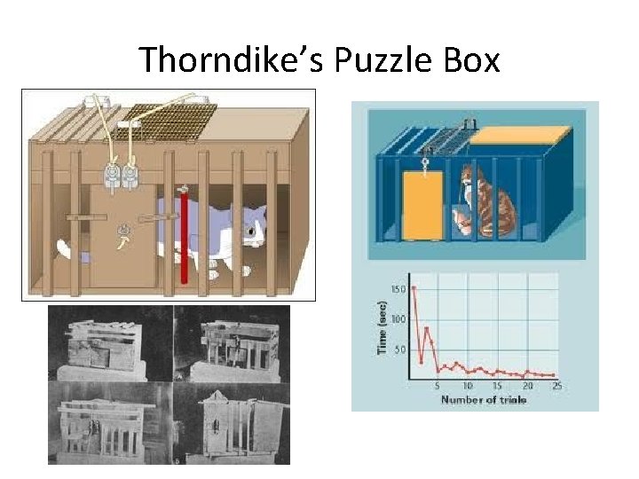 Thorndike’s Puzzle Box Thorndike’s Puzzle Box