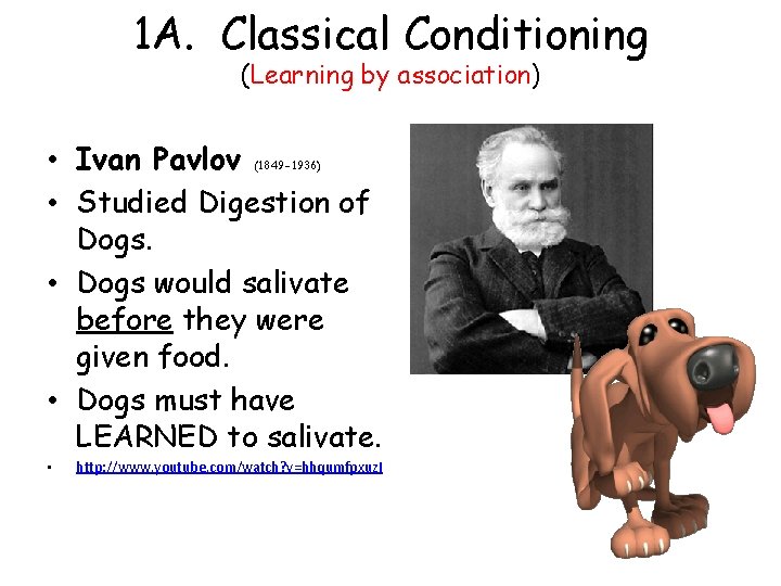 1 A. Classical Conditioning (Learning by association) • Ivan Pavlov • Studied Digestion of