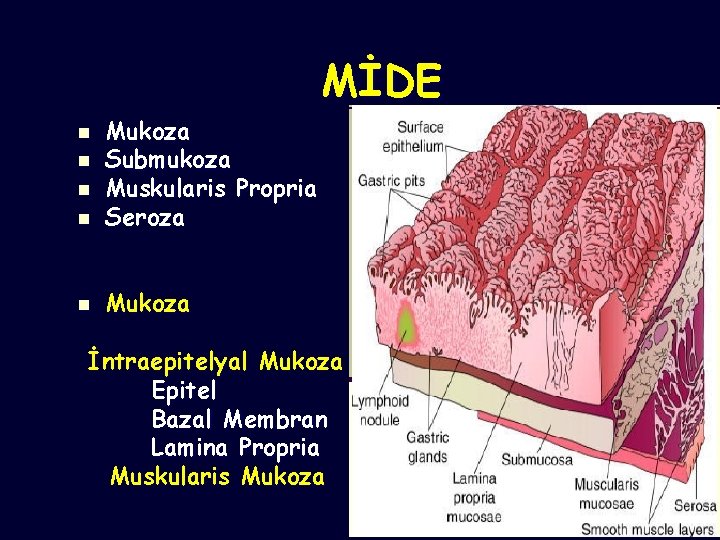 MİDE n Mukoza Submukoza Muskularis Propria Seroza n Mukoza n n n İntraepitelyal Mukoza