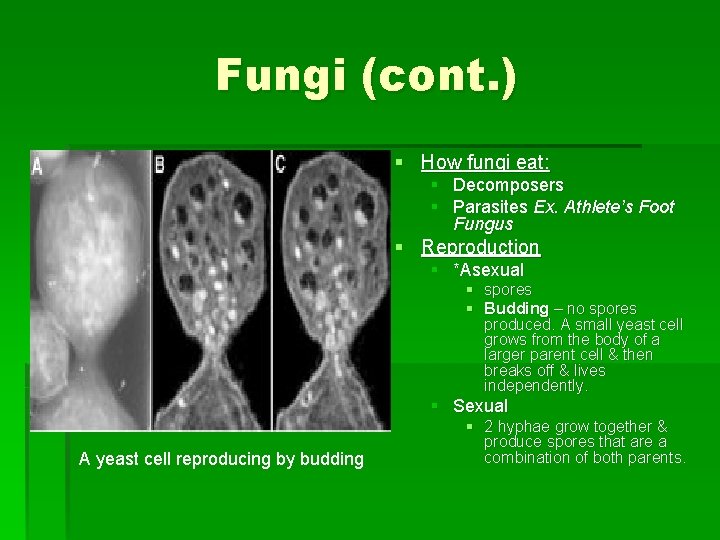Fungi (cont. ) § How fungi eat: § Decomposers § Parasites Ex. Athlete’s Foot