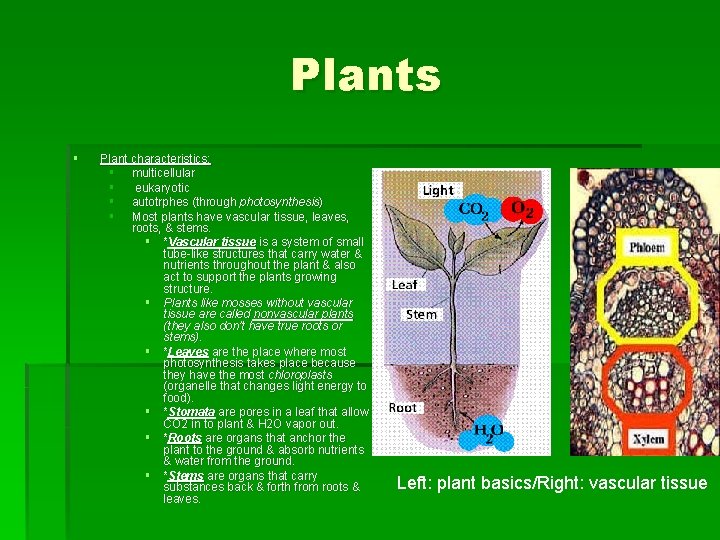 Plants § Plant characteristics: § multicellular § eukaryotic § autotrphes (through photosynthesis)) autotrphes (through