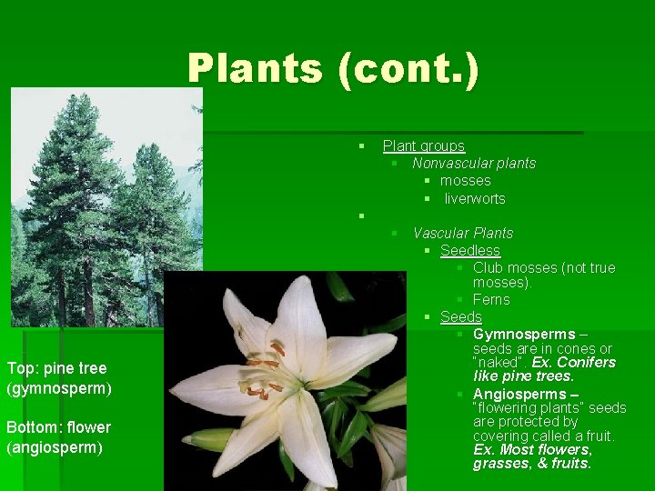 Plants (cont. ) § § Top: pine tree (gymnosperm) Bottom: flower (angiosperm) Plant groups