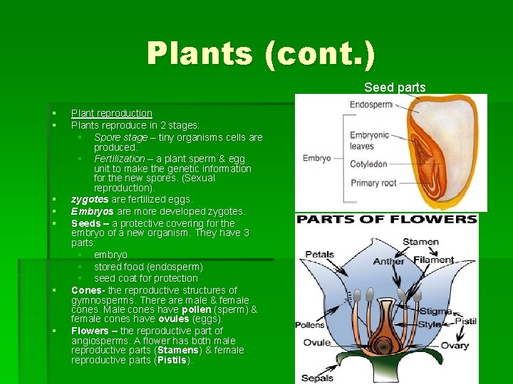 Plants (cont. ) Seed parts § § § § Plant reproduction Plants reproduce in