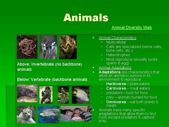Animals Animal Diversity Web § Above: Invertebrate (no backbone) animals § § Below: Vertebrate
