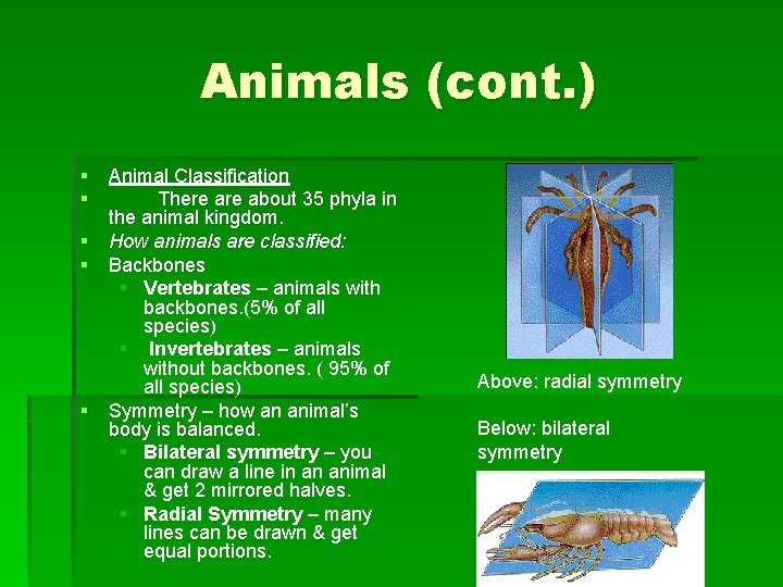 Animals (cont. ) § Animal Classification § There about 35 phyla in the animal