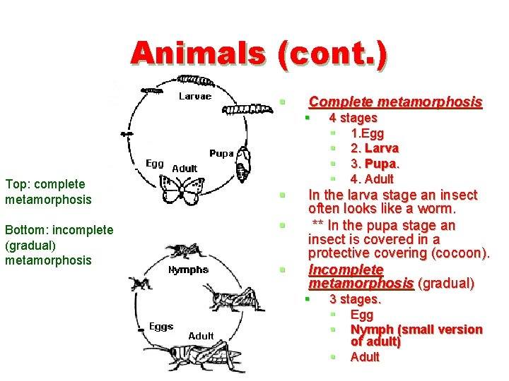 Animals (cont. ) § Complete metamorphosis § Top: complete metamorphosis Bottom: incomplete (gradual) metamorphosis