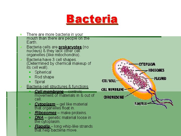 Bacteria § § There are more bacteria in your mouth than there are people
