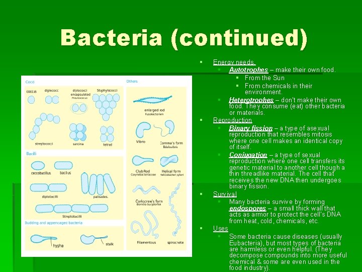Bacteria (continued) § § Energy needs. § Autotrophes – make their own food. §