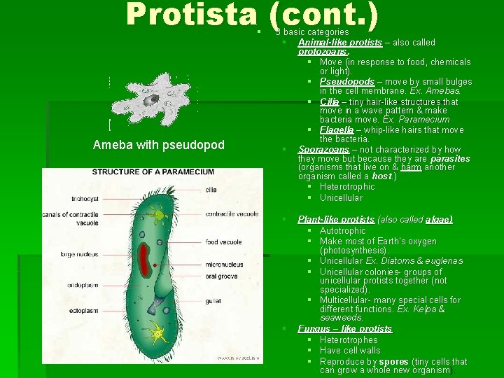 Protista (cont. ) § Ameba with pseudopod § 3 basic categories § Animal-like protists