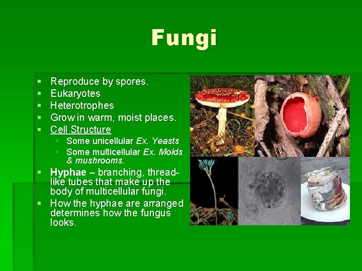 Fungi § § § Reproduce by spores. Eukaryotes Heterotrophes Grow in warm, moist places.