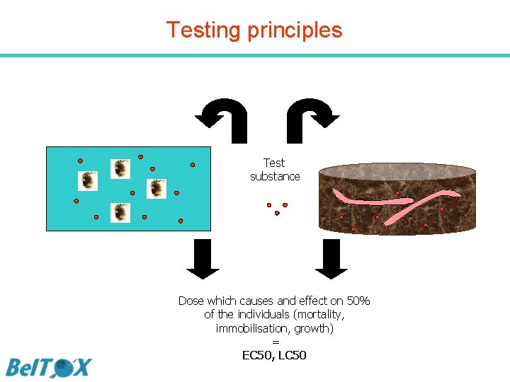 Testing principles Test substance Dose which causes and effect on 50% of the individuals