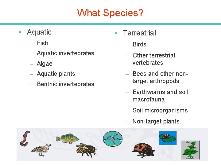 What Species? • Aquatic • Terrestrial – Fish – Birds – Aquatic invertebrates –