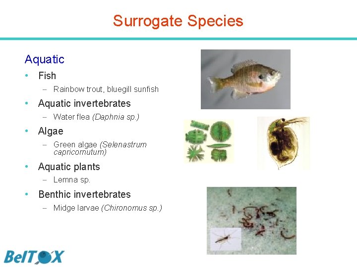 Surrogate Species Aquatic • Fish – Rainbow trout, bluegill sunfish • Aquatic invertebrates –