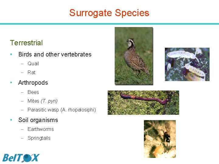 Surrogate Species Terrestrial • Birds and other vertebrates – Quail – Rat • Arthropods