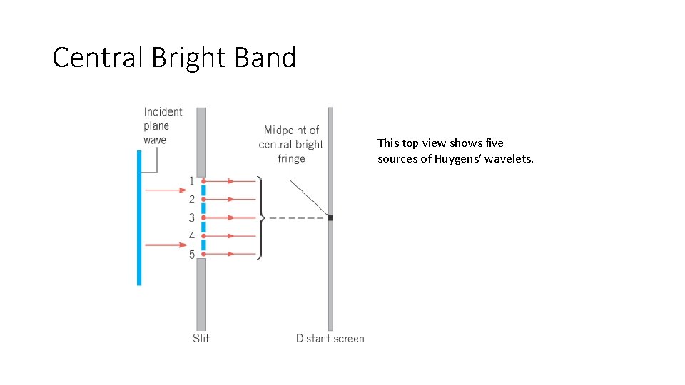 Central Bright Band This top view shows five sources of Huygens’ wavelets. 