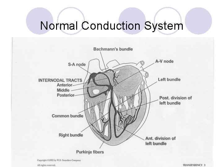 Normal Conduction System 