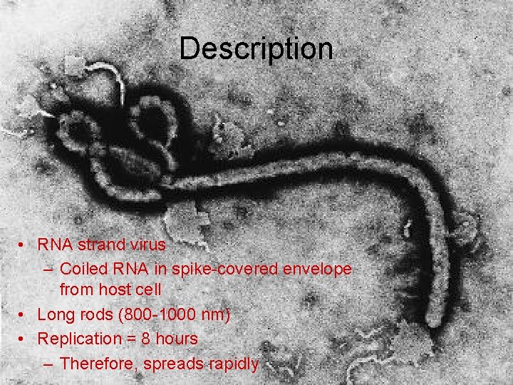 Description • RNA strand virus – Coiled RNA in spike-covered envelope from host cell