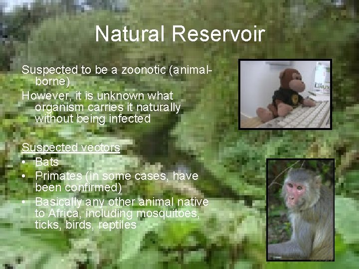 Natural Reservoir Suspected to be a zoonotic (animalborne) However, it is unknown what organism