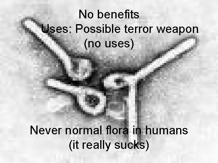 No benefits Uses: Possible terror weapon (no uses) Never normal flora in humans (it