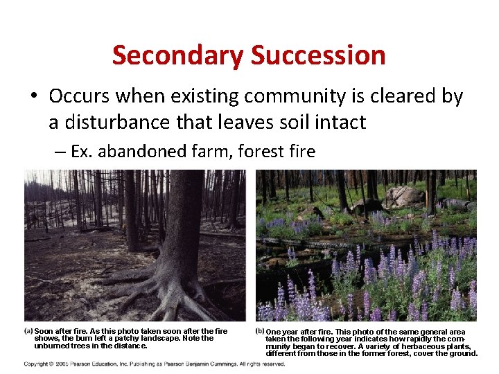 Secondary Succession • Occurs when existing community is cleared by a disturbance that leaves