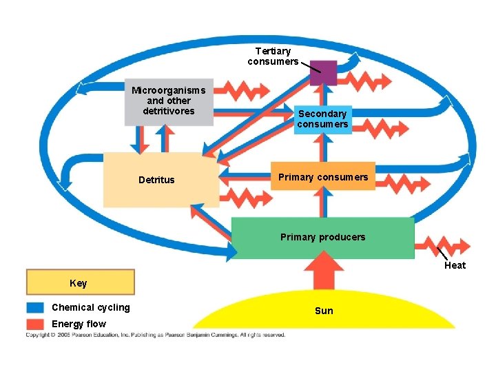 Tertiary consumers Microorganisms and other detritivores Detritus Secondary consumers Primary producers Heat Key Chemical