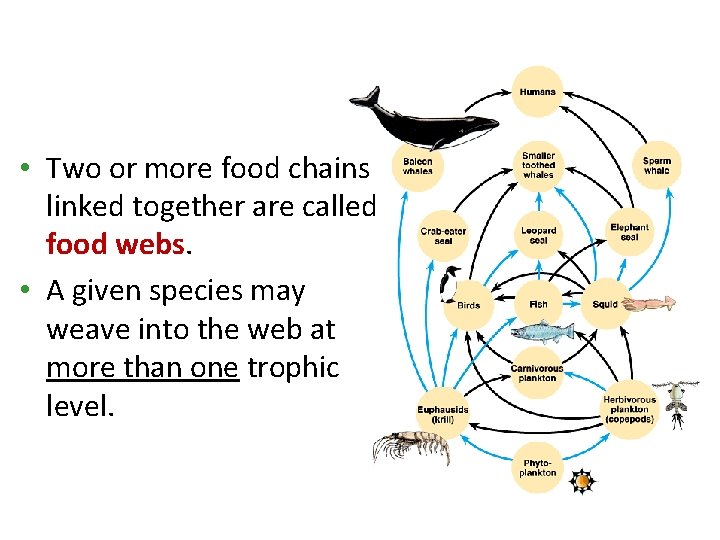  • Two or more food chains linked together are called food webs. •