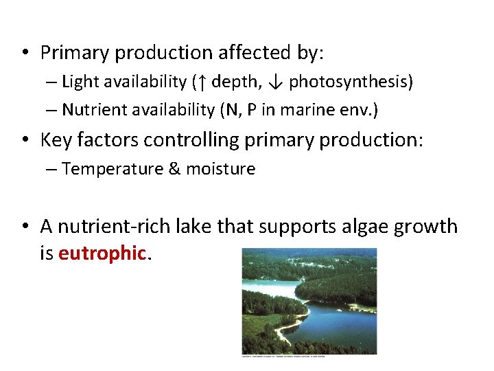  • Primary production affected by: – Light availability (↑ depth, ↓ photosynthesis) –