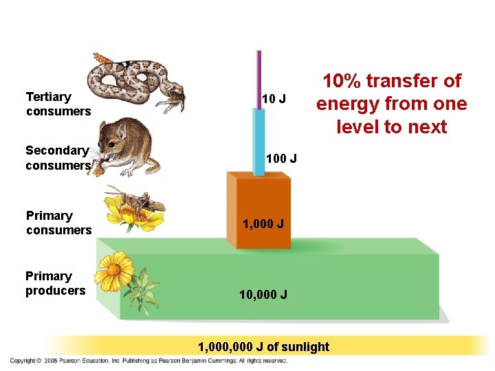 Tertiary consumers Secondary consumers Primary producers 10 J 10% transfer of energy from one