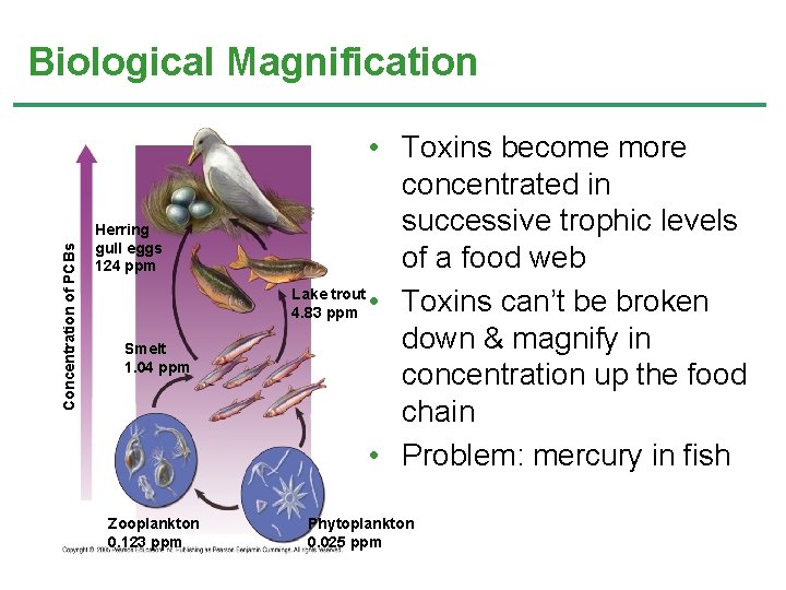 Concentration of PCBs Biological Magnification Herring gull eggs 124 ppm Smelt 1. 04 ppm