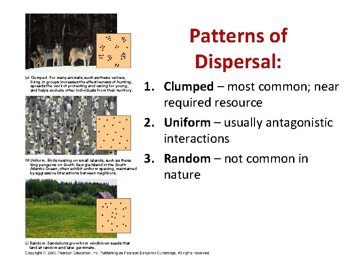 Patterns of Dispersal: Clumped. For many animals, such as these wolves, living in groups