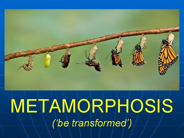 METAMORPHOSIS (‘be transformed’) 